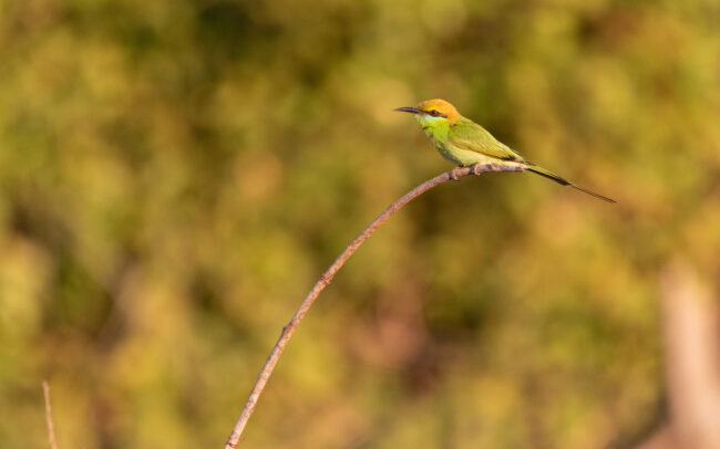 Guêpier d'Orient (Merops orientalis - Asian Green Bee-eater)