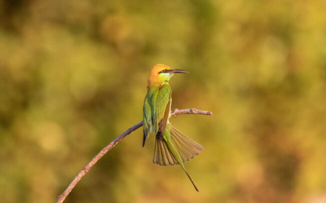 Guêpier d'Orient (Merops orientalis - Asian Green Bee-eater) 1