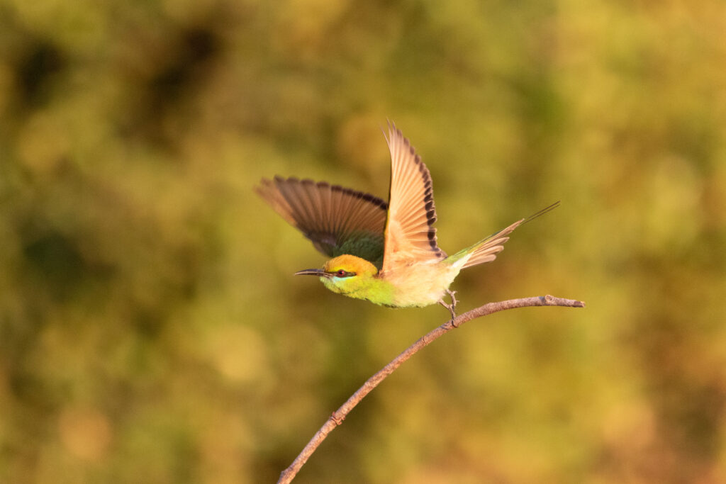 Guêpier d'Orient (Merops orientalis - Asian Green Bee-eater) 2