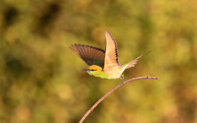 Guêpier d'Orient (Merops orientalis - Asian Green Bee-eater) 2