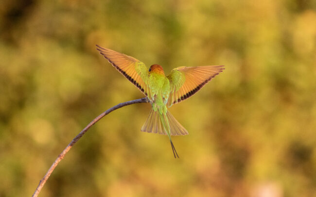 Guêpier d'Orient (Merops orientalis - Asian Green Bee-eater) 3