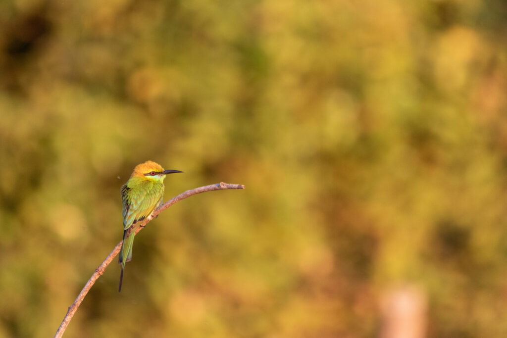 Guêpier d'Orient (Merops orientalis - Asian Green Bee-eater) 4