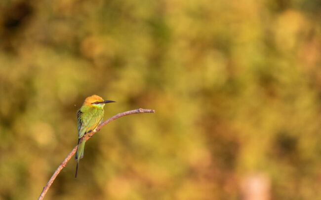 Guêpier d'Orient (Merops orientalis - Asian Green Bee-eater) 4