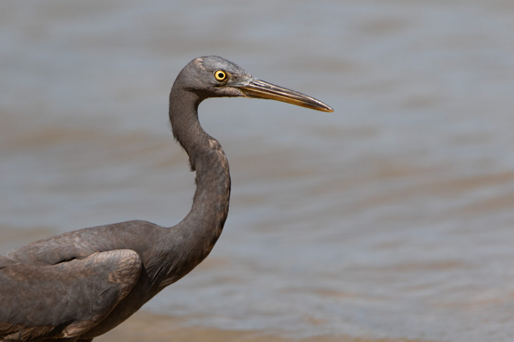 Aigrette sacrée 2 (Egretta sacra - Pacific Reef Heron) - Langkawi - Février 2025