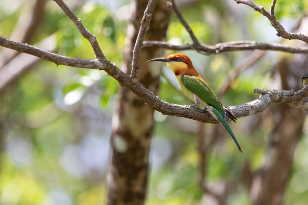 Guêpier de Leschenault (Merops leschenaulti - Chestnut-headed Bee-eater)