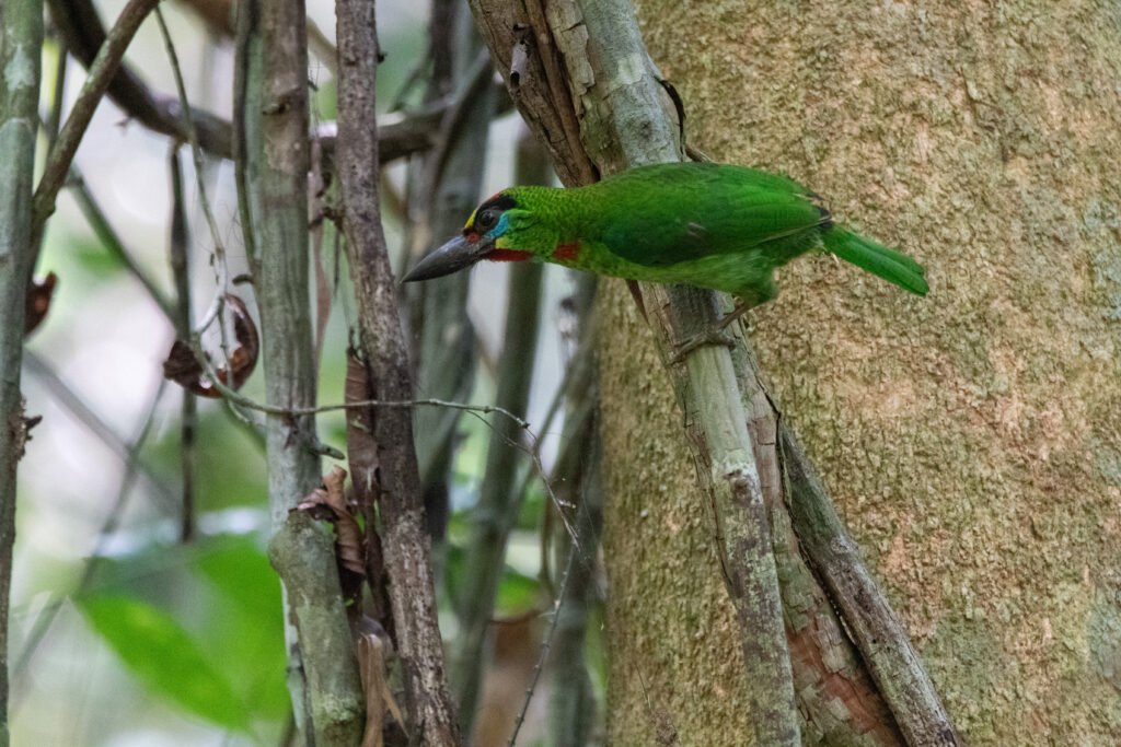 Barbu arlequin (Psilopogon mystacophanos - Red-throated Barbet)