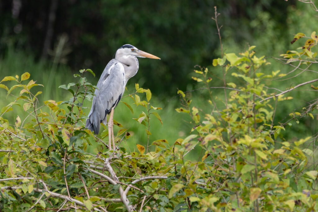 Héron cendré (Ardea cinerea - Grey Heron) - Kuala Selengor