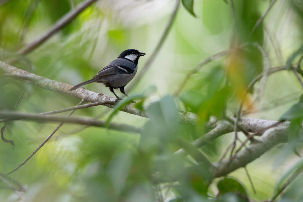 Mésange d'Asie (Parus cinereus - Cinereous Tit) - Kuala Selengor