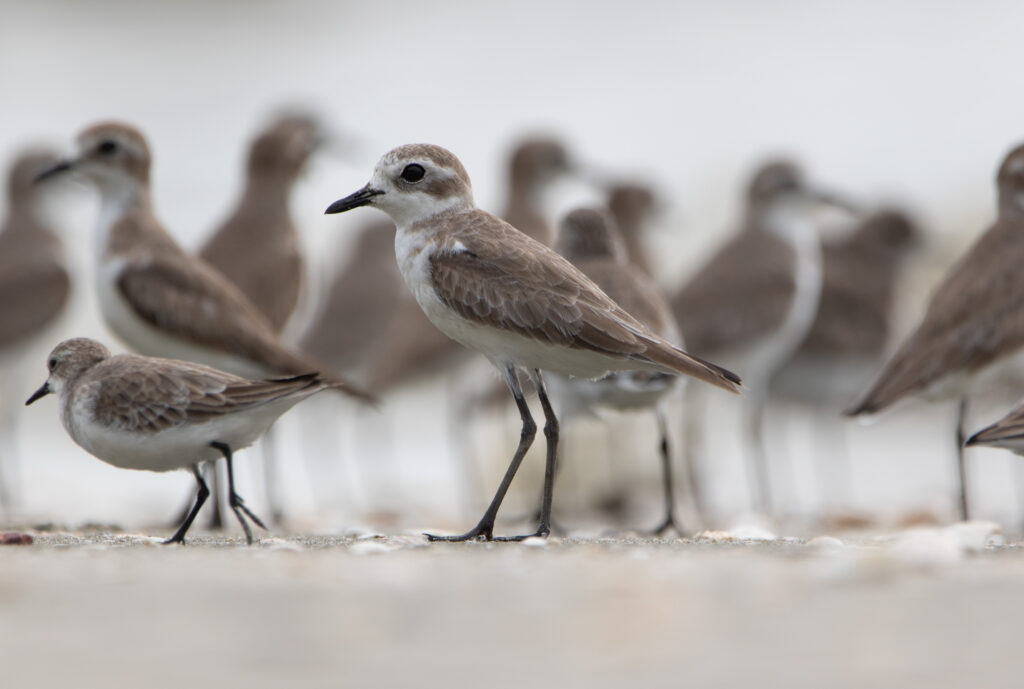 Gravelot du Tibet (Anarhynchus atrifrons - Tibetan Sand Plover)