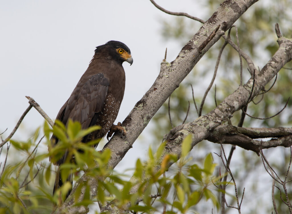 Serpentaire bacha (Spilornis cheela - Crested Serpent Eagle)