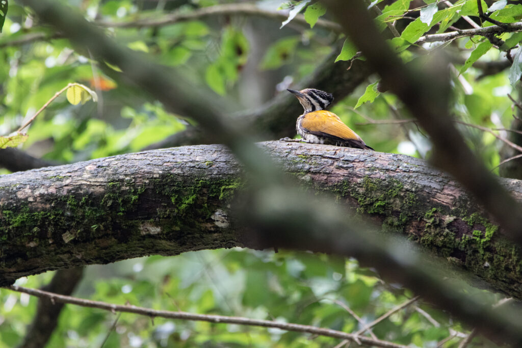 Pic à dos rouge (Dinopium javanense - Common Flameback)