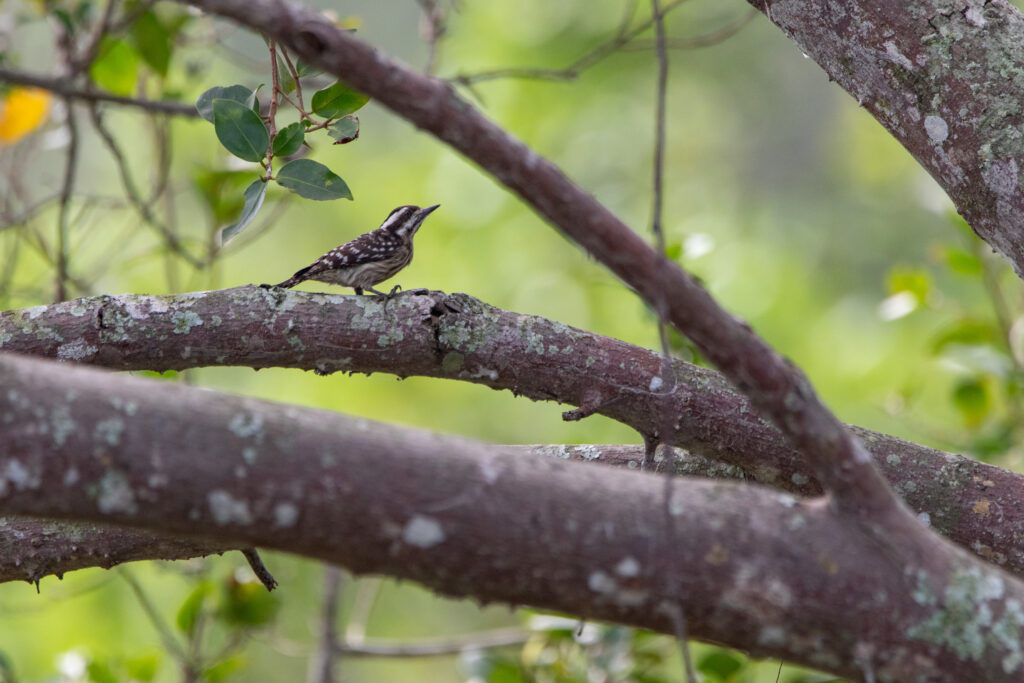 Pic nain (Yungipicus moluccensis - Sunda Pygmy Woodpecker) - Kuala Selengor