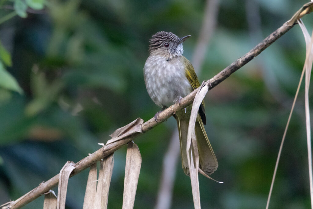 Bulbul de McClelland (Ixos mcclellandii - Mountain Bulbul)