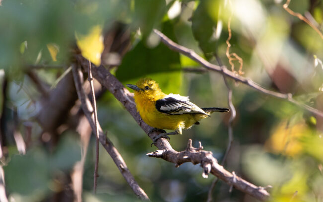Petit Iora (Aegithina tiphia - Common Iora) - Khao Sam Roi Yot - Janvier 2025