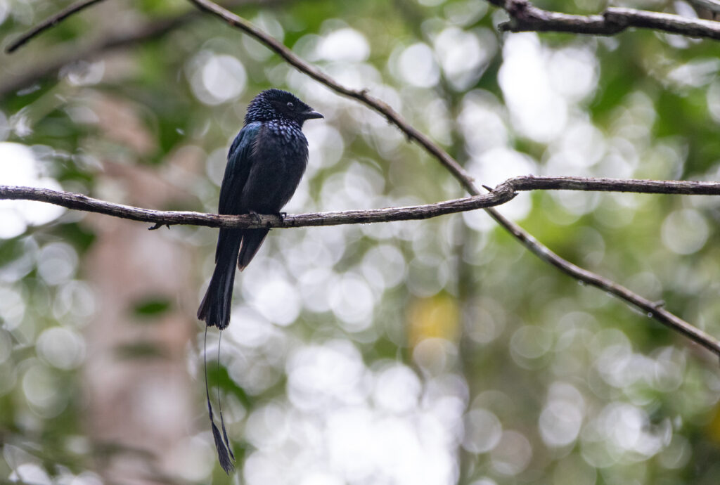 Drongo à rames (Dicrurus remifer - Lesser Racket-tailed Drongo)