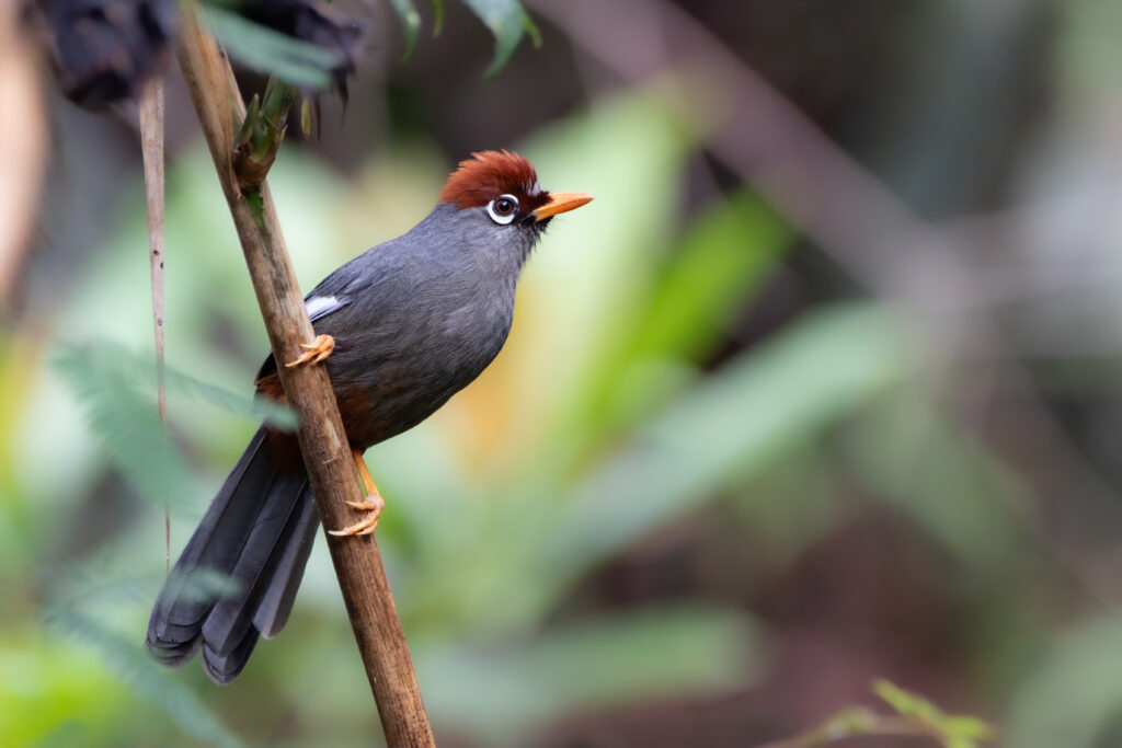 Garrulaxe mitré (Pterorhinus mitratus - Chestnut-capped Laughingthrush) - Fraser's Hill