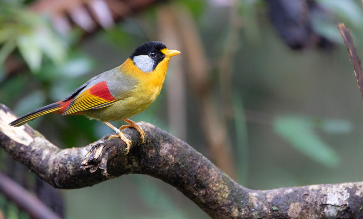 Léiothrix à joues d'argent (Leiothrix argentauris - Silver-eared Mesia) - Fraser's Hill