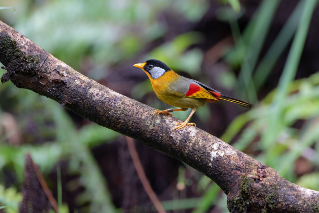 Léiothrix à joues d'argent (Leiothrix argentauris - Silver-eared Mesia)