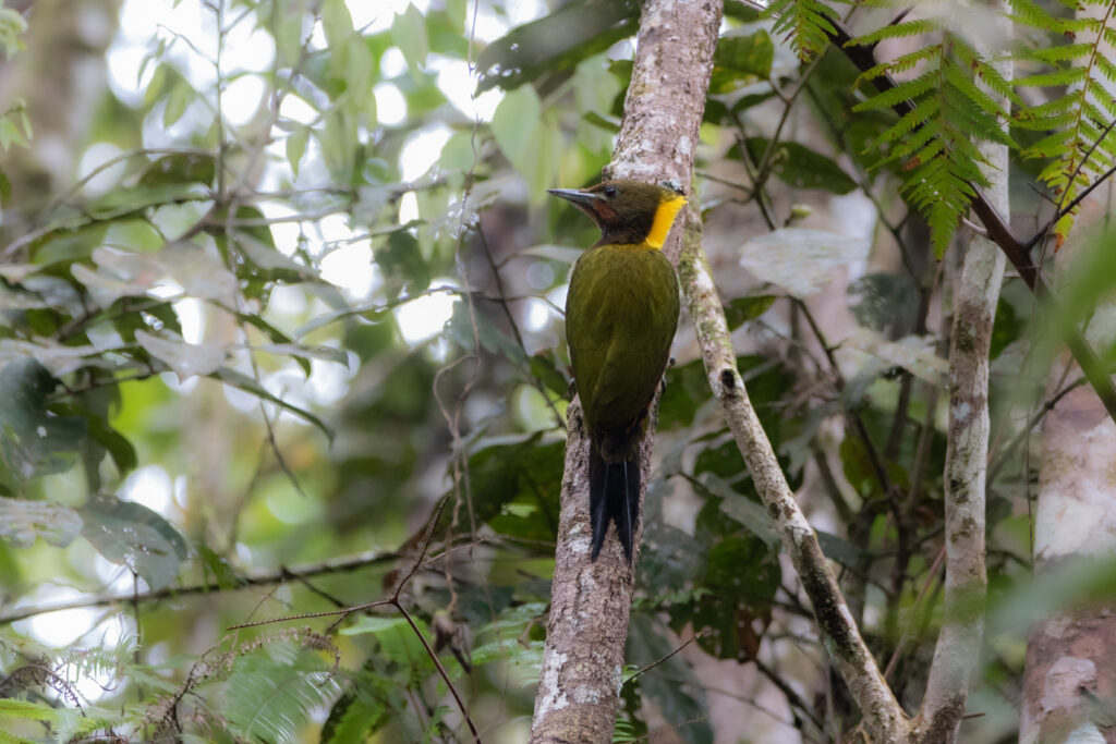 Pic à nuque jaune (Chrysophlegma flavinucha - Greater Yellownape)