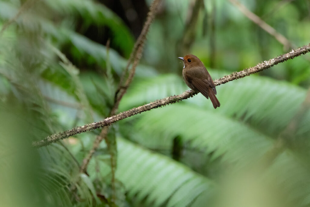 Gobemouche à face rousse (Anthipes solitaris - Rufous-browed Flycatcher)