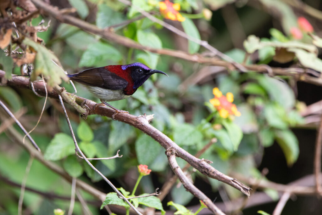 Souimanga sombre (Aethopyga saturata - Black-throated Sunbird)