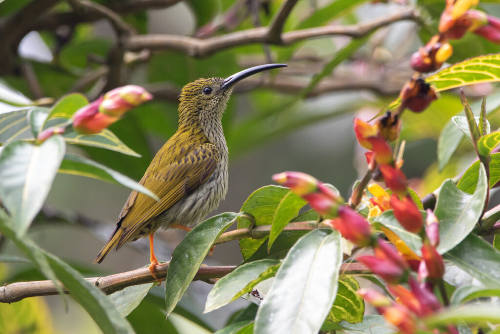 Grand arachnothère (Arachnothera magna - Streaked Spiderhunter)