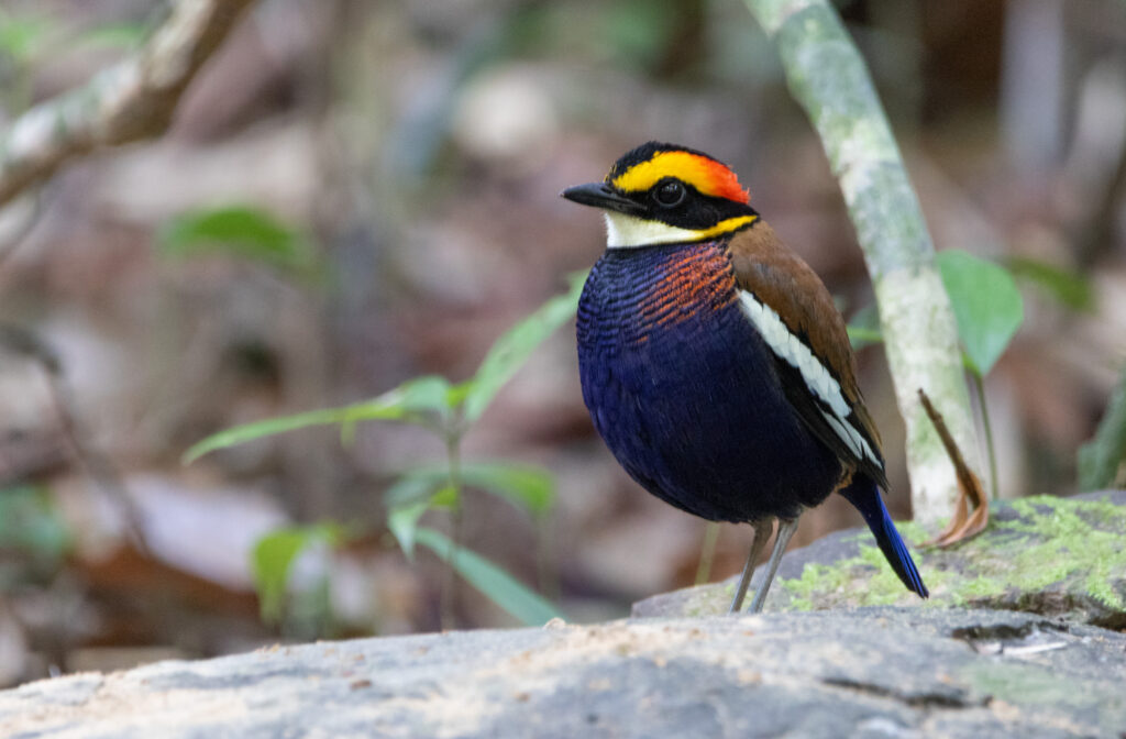 Brève irène mâle 3(Hydrornis irena - Malayan Banded Pitta) - Si Phang Nga - Janvier 2025
