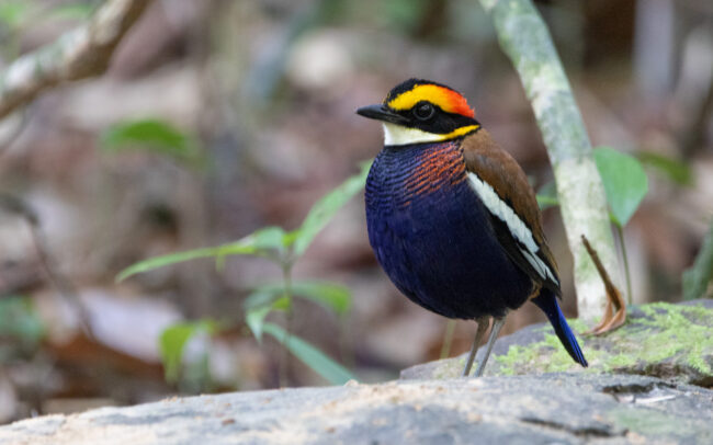 Brève irène mâle 3(Hydrornis irena - Malayan Banded Pitta) - Si Phang Nga - Janvier 2025