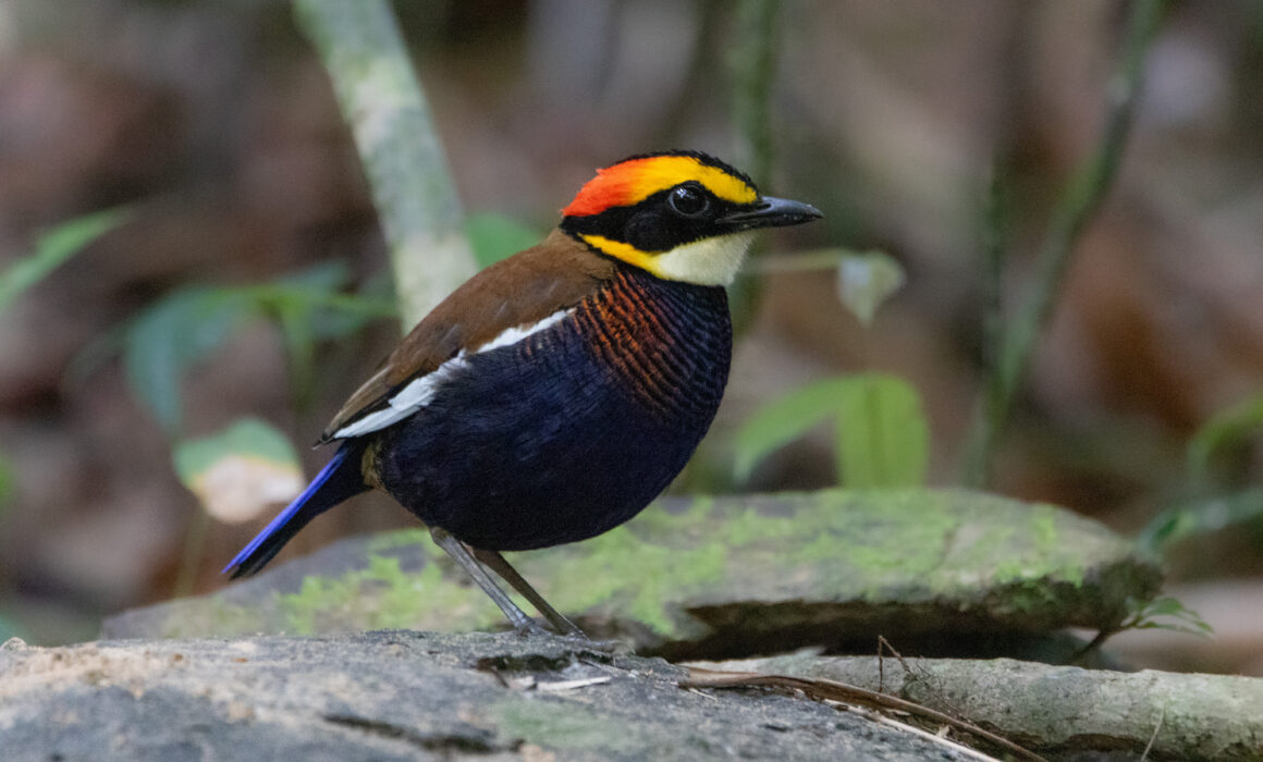 Brève irène mâle (Hydrornis irena - Malayan Banded Pitta) - Si Phang Nga - Janvier 2025