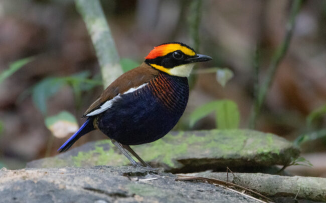 Brève irène mâle (Hydrornis irena - Malayan Banded Pitta) - Si Phang Nga - Janvier 2025