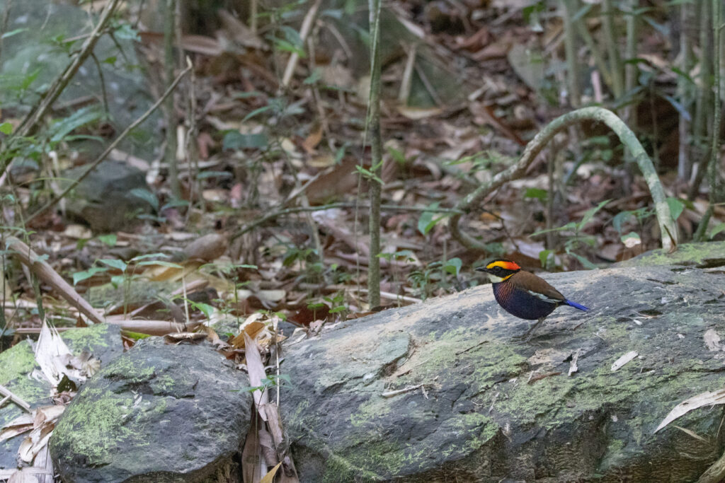 Brève irène (Hydrornis irena - Malayan Banded Pitta)
