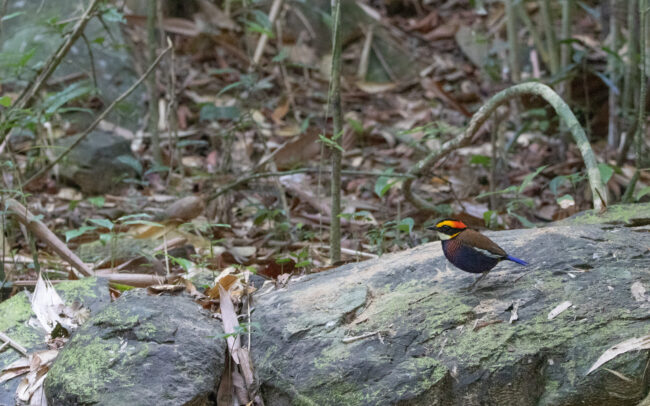 Brève irène (Hydrornis irena - Malayan Banded Pitta)
