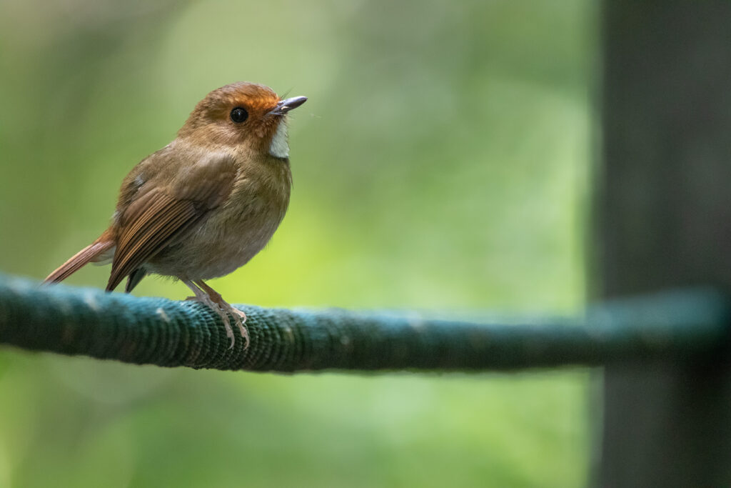 Gobemouche à face rousse (Anthipes solitaris - Rufous-browed Flycatcher) - Fraser's Hill