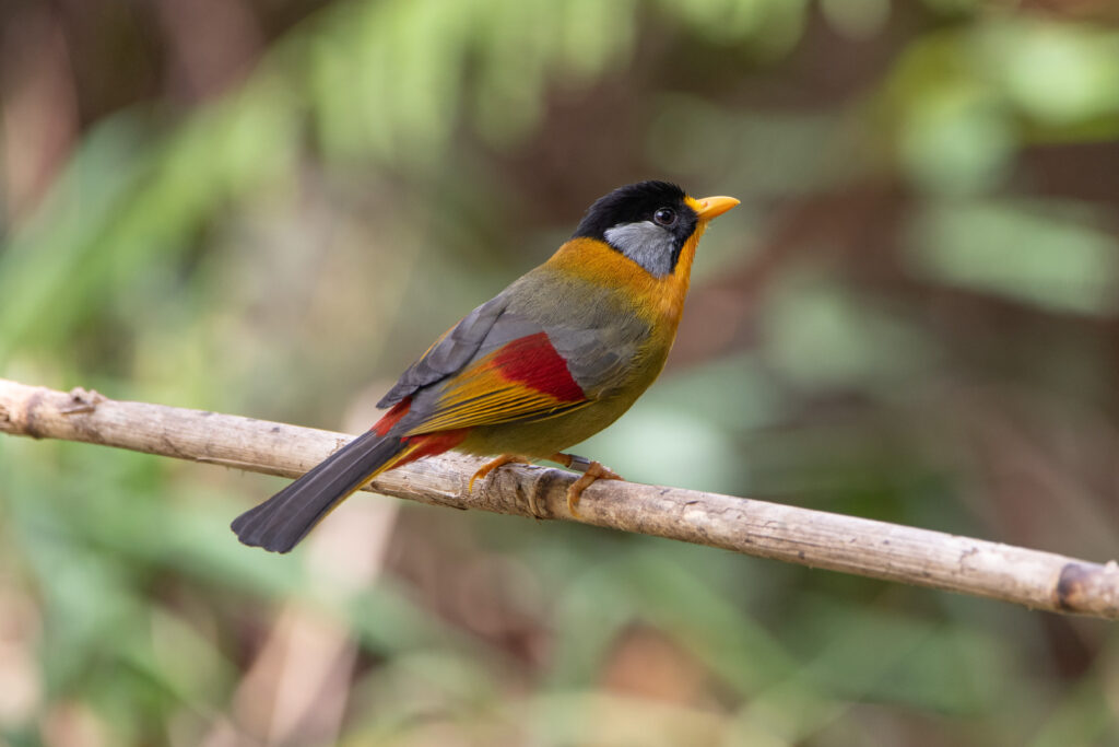 Léiothrix à joues d'argent (Leiothrix argentauris - Silver-eared Mesia) 2