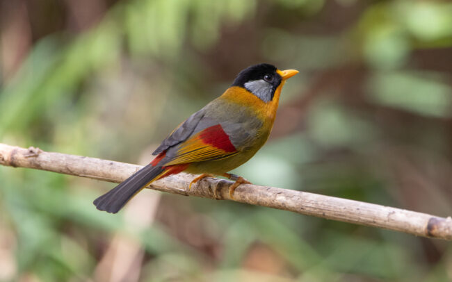 Léiothrix à joues d'argent (Leiothrix argentauris - Silver-eared Mesia) 2