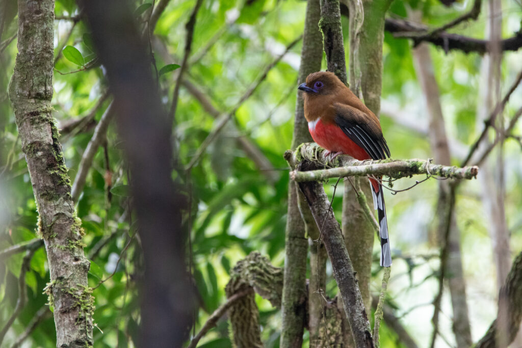 Trogon à tête rouge femelle (Harpactes erythrocephalus - Red-headed Trogon)