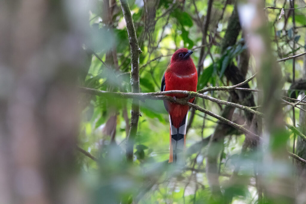 Trogon à tête rouge mâle (Harpactes erythrocephalus - Red-headed Trogon)
