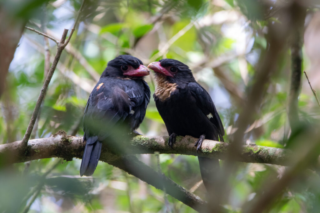 Eurylaimes corydon (Corydon sumatranus - Dusky Broadbill)