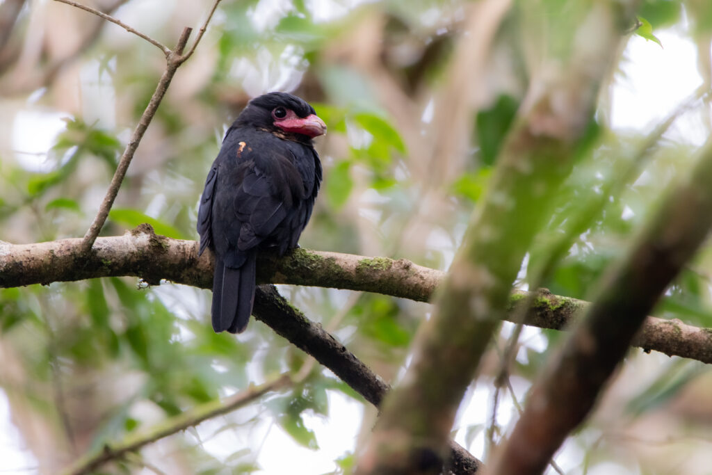 Eurylaime corydon (Corydon sumatranus - Dusky Broadbill)