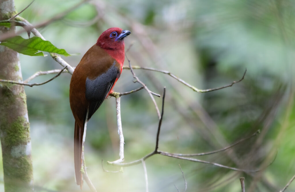 Trogon à tête rouge (Harpactes erythrocephalus - Red-headed Trogon) - Fraser's Hill