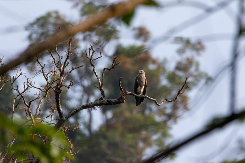 Pygargue nain (Icthyophaga humilis - Lesser Fish Eagle)