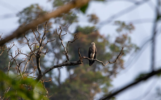 Pygargue nain (Icthyophaga humilis - Lesser Fish Eagle)