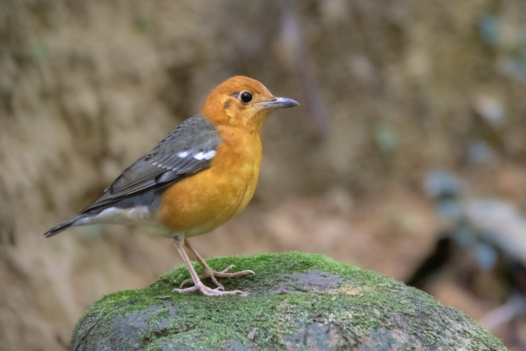 Grive à tête orange (Geokichla citrina - Orange-headed Thrush) - Sri Phang Nga
