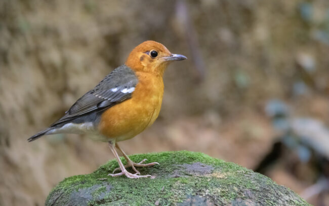 Grive à tête orange (Geokichla citrina - Orange-headed Thrush) - Sri Phang Nga