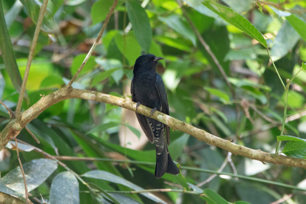 Coucou surnicou (Surniculus lugubris - Square-tailed Drongo-Cuckoo)