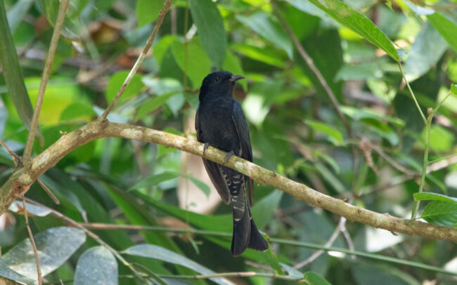 Coucou surnicou (Surniculus lugubris - Square-tailed Drongo-Cuckoo)