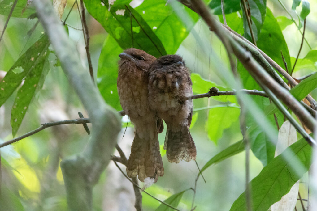 Podarge étoilé (Batrachostomus stellatus - Gould's Frogmouth)