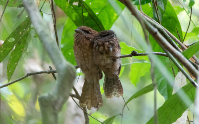 Podarge étoilé (Batrachostomus stellatus - Gould's Frogmouth)