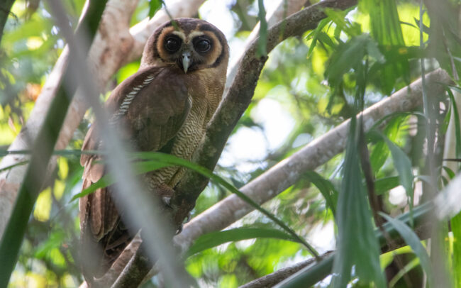 Chouette leptogramme (Strix leptogrammica - Brown Wood Owl) - Si Phang Nga - Janvier 2025