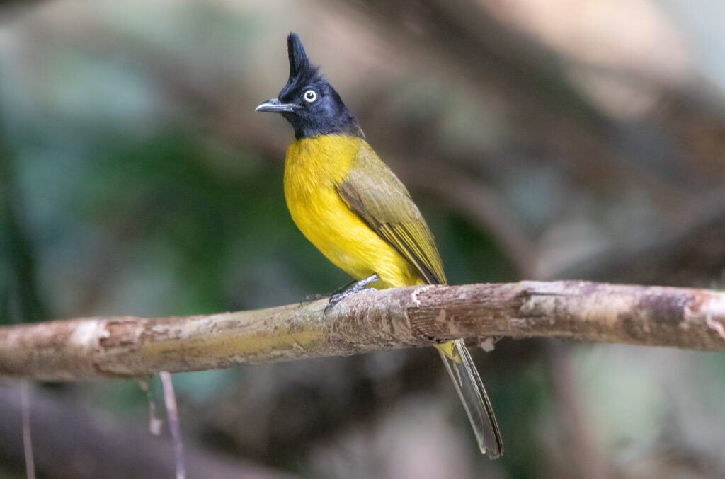 Bulbul à huppe noire (Rubigula flaviventris - Black-crested Bulbul) - Si Phang Nga